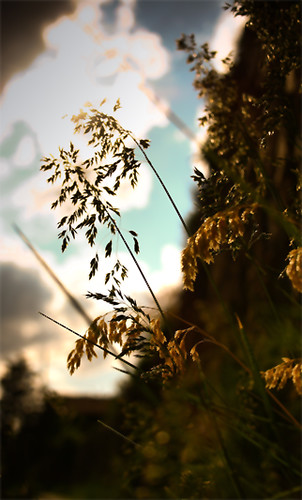 sunset spring sonnenuntergang silence gras frühling ruhe ähre naturns naturno