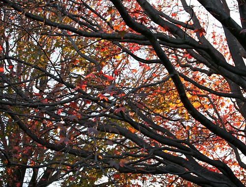 autumn tree colors leaves colours branches proimos alexproimos