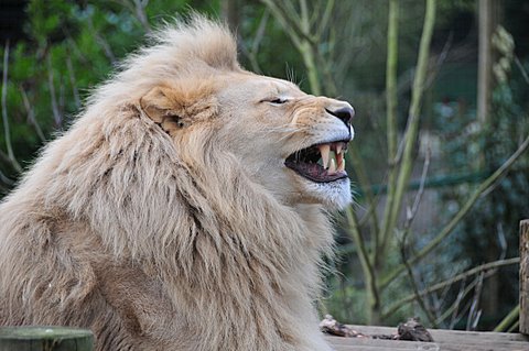 Laughing Lion - 1