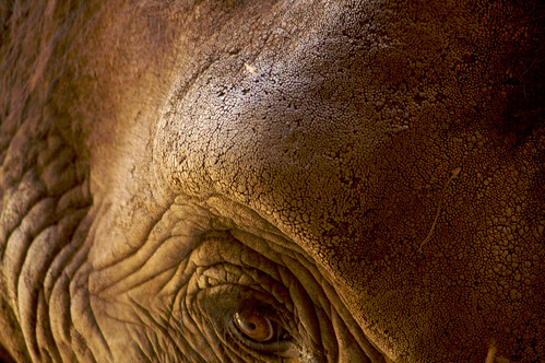 elephant eye closeup pittsburgh tiger 100views storytime eyeofthetiger elephanteye pittsburghzooppgaquarium fave20 superaplus aplusphoto naturewatcher eyeoftheelephant