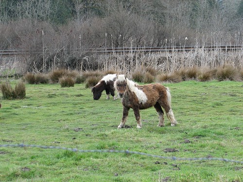 horses field miniature pony graze miniatureponies tinyponies