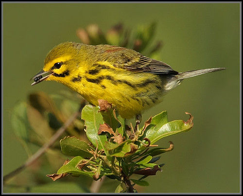 nature birds fauna florida prairiewarbler alachuacounty longleafflatwoodsreserve canon40d700mmf561400iso200avpartialnoflash dendroicadiscolordiscolor