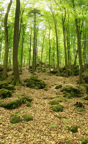 wood trees forest germany bavaria franken panoramen franconianswiss wettersberg