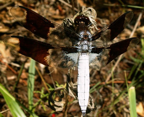 oklahoma dragonfly wildliferefuge odonata libellulidae commonwhitetail plathemislydia comanchecounty wichitamtns fortsillwr