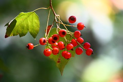 Red Berries at Araluen