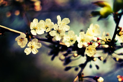 flowers spring blossom canonef50mmf18 explore cherryblossom canoneos450d