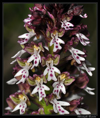 Orchis brûlé (Neotinea ustulata)