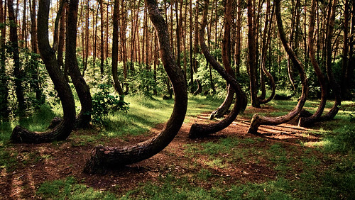 wood trees nature strange forest weird bent croaked