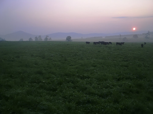 sunrise cows farm