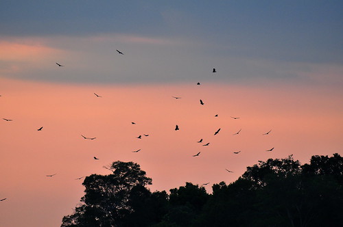 birds nikon costarica wildlife vulture blackvulture quepos d90