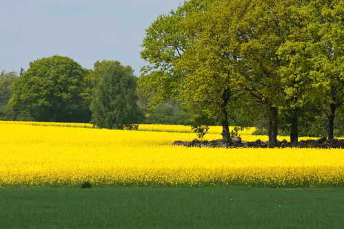 tree verde green field yellow jaune groen sweden schweden vert amarillo gelb giallo sverige grün geel gul rapeseed grön suéde svezia höör bosjokloster skanelan bosjökloster