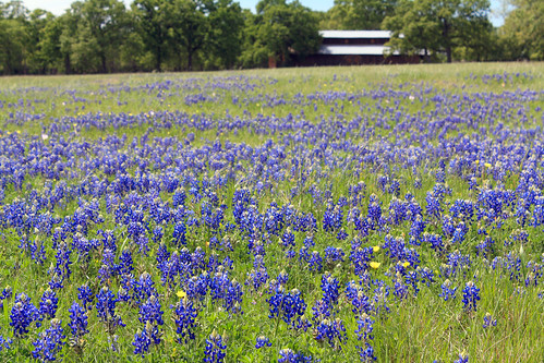 flowers blue trees nature barn rural texas wildflowers hillcountry bluebonnets