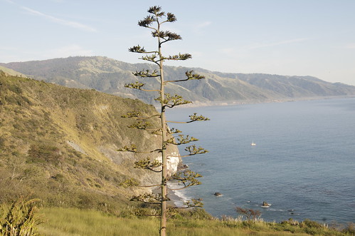 california raw bigsur coastline lucialodge centurytree