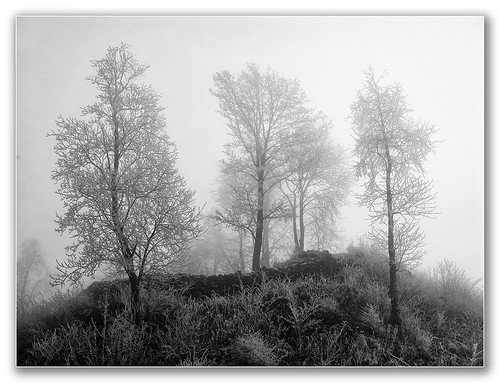 winter nebel wald bäume baum raureif