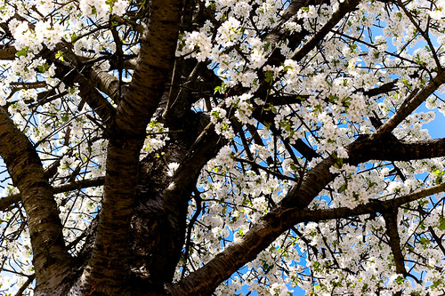 blue sky tree nature cherry natur himmel bloom blau blüte baum fragrance kirschbaum week16 5212of2009