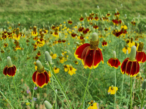 flowers red green yellow coneflowers cone may mexicanhats columnaris ratibida alittlehdr dynamicphotohdr prarieconeflower olympus8