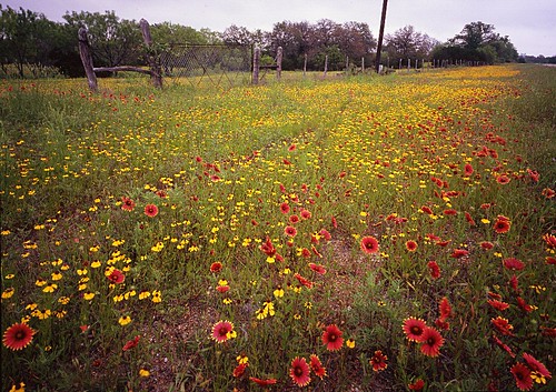 film mediumformat geotagged 6x7 wildflower firewheel filmscan texaswildflowers indianblanket mamiya7 mamiya7ii greenthread geo:lat=30396282 geo:lon=98532139