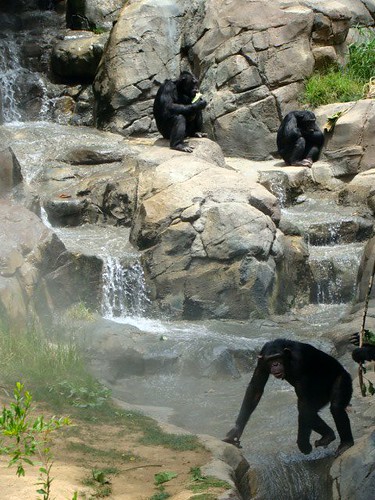 Chimpanzees at the LA Zoo 061409