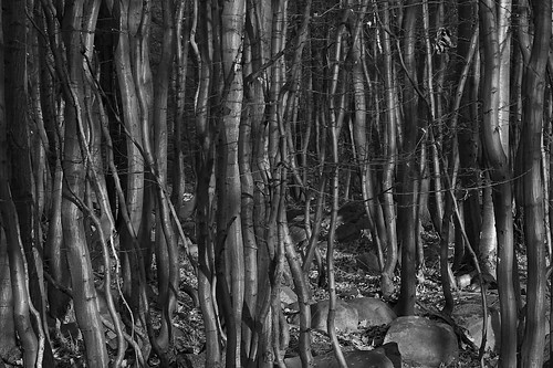 trees bw forest geotagged explore beech beeches explored geo:lat=4988448 geo:lon=1477482