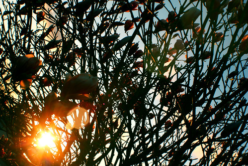 sunset flower tree blossom magnolia bud