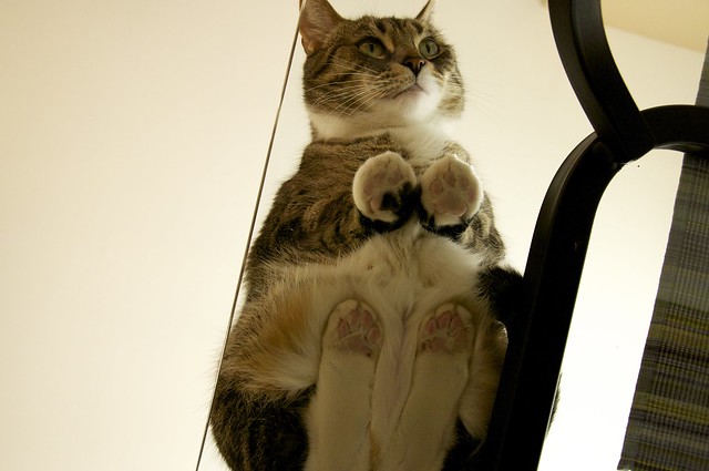 Cat on Glass Table