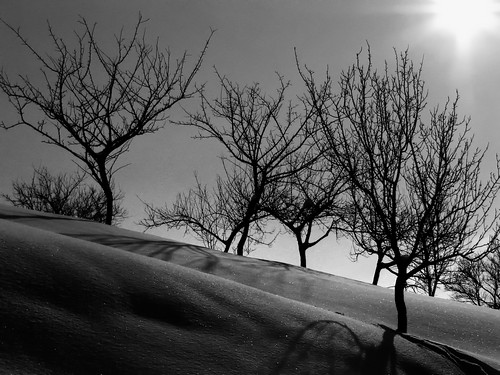 trees snow canon blackwhite explore romania s3 brasov moeciu copaci zapada albnegru canons3
