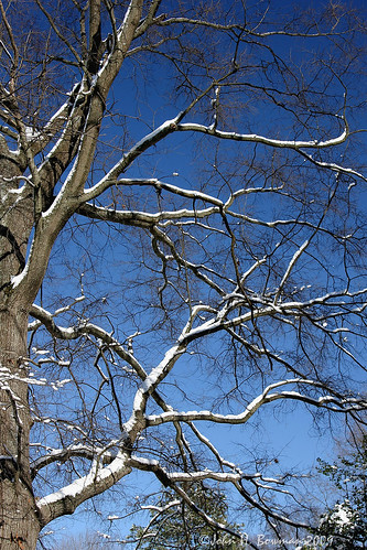 virginia chesterfieldcounty home treesskybaretrees blueskies snow winter march2009 march 2009 canon241054l
