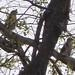 Two hawks in Altura Park