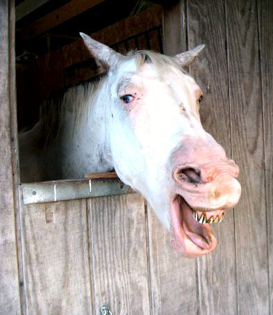 Ugly horse | Flickr - Photo Sharing!