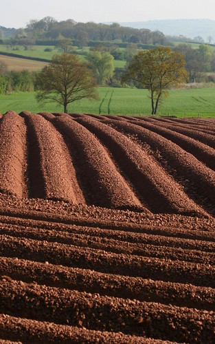 trees geometric field potato plough hillend