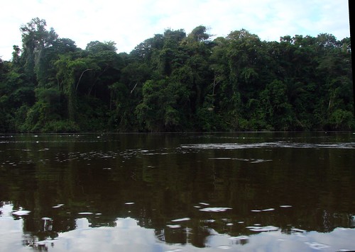 river rainforest lodge jungle habitat suriname palumeu guianashield northeasternsouthamerica