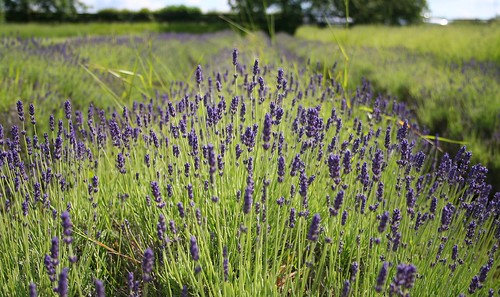 flower green field lines purple norfolk lavender rows 2009 heacham views50 norfolklavender