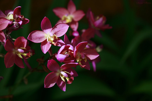 pink flowers canon thailand rebel orchids swami pattaya xti swamistream swamistreamcom noongnoochtropicalgarden