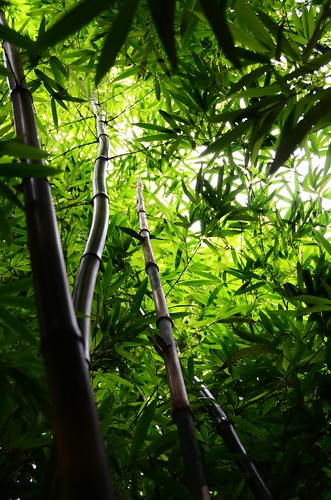 plant green leaves leaf bamboo mel tall melinda macau 青 竹 澳門 竹林 竹葉 盧廉若公園 竹葉青 chanmelmel hggt melindachan