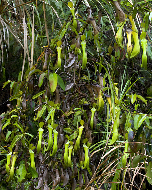Carnivores et orchidées in situ  3638445678_200bf79212_z