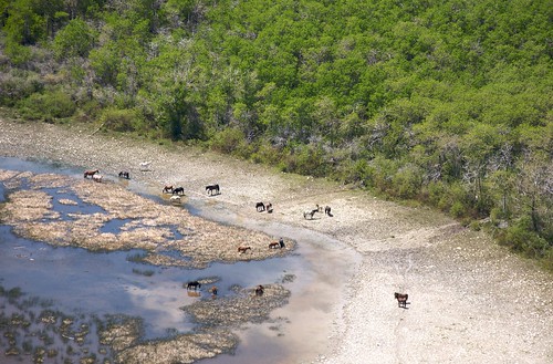 horses montana flickr aerial rockymountainfront blackfeetnation