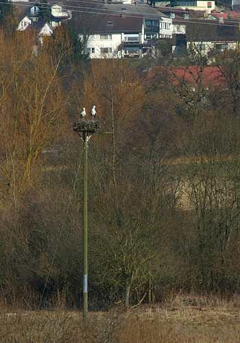 couple nest paar wetland whitestork badenwürttemberg ciconiaciconia markdorf feuchtgebiet eisweiher weisstorch