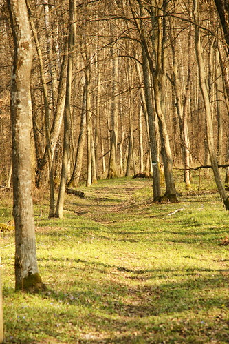 nature spring sony lithuania lietuva pavasaris gamta sal16105 savaitgaliai bijotaisirvintasforest meteliairegionalpark meteliųregioninisparkas bijotųširvintomiškas