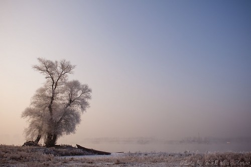 tree pine sunrise bluesky frosty jilin 吉林 wushongisland 雾从岛