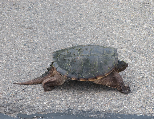 A Young Child Received a Red Eared Slider Turtle Quizlet? 2