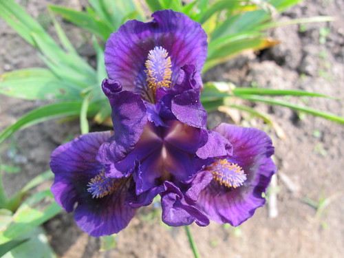 iris rooding tasquier