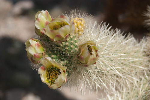 cactus flower macro cholla joshuatreenationalpark teddybearcholla jumpingcholla