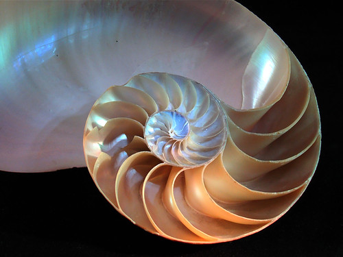 barcelona catalonia fibonacci catalunya nautilus descartes bernoulli spira spiramirabilis infinestyle espiralmaravellosa númerofi proporciodivina