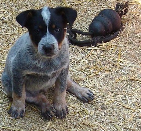 Australian Cattle Dog (Blue Heeler) Puppy