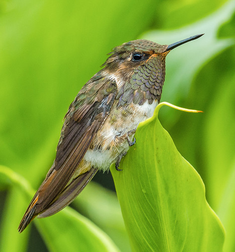 bird costarica apodiformes neotropical riosavegrevalley