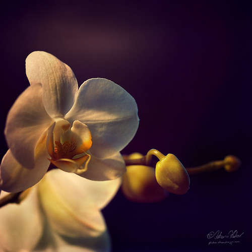 flowers orchid explore orchidaceae excellence tropicalflowers angiospermae