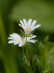 Fleur blanche - Photo of Fossoy