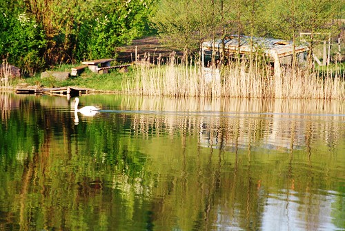 lake birds poland polska ptaki jezioro suwalszczyzna żegary gaładuś