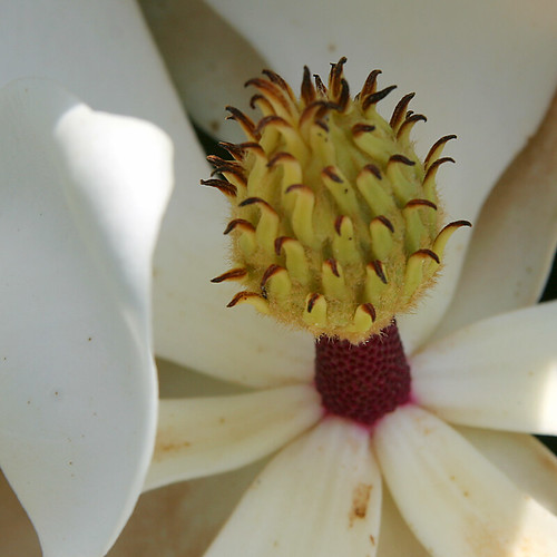 flower macro magnolia