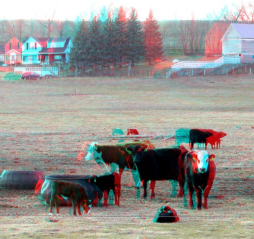 house tree car animal rural cow stereoscopic stereophoto 3d spring farm rustic anaglyph iowa structure vehicle calf redcyan 3dimages anthon 3dphoto 3dphotos 3dpictures